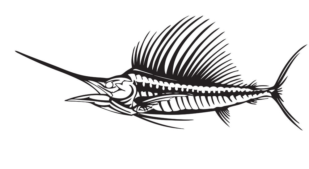 1000x549 Sailfish Drawing Free Download - Sailfish Drawing