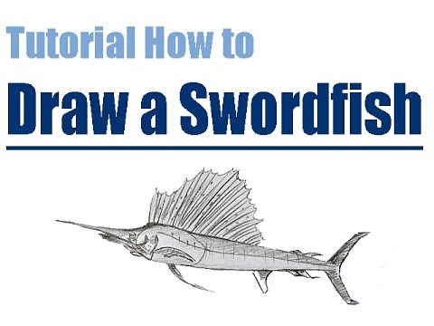 480x360 Tutorial How To Draw A Sailfish Step - Sailfish Drawing