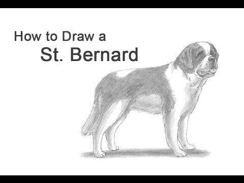 480x360 How To Draw A Dog - Saint Bernard Drawing