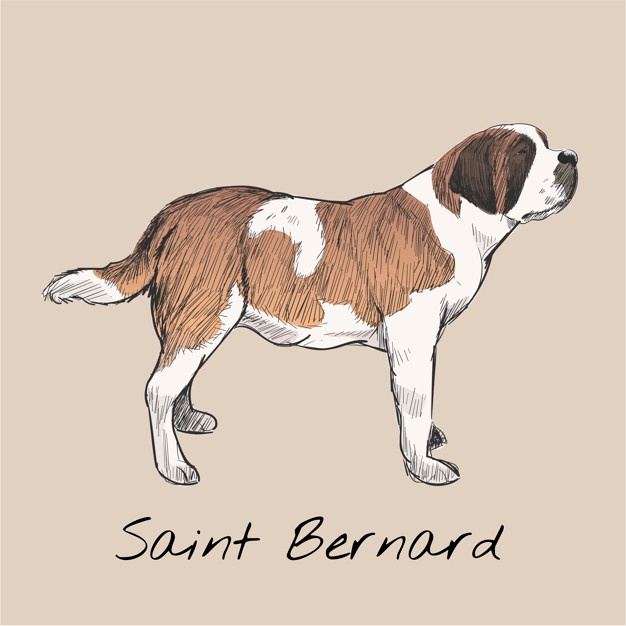 626x626 saint bernard vectors, photos and free download - Saint Bernard Drawing