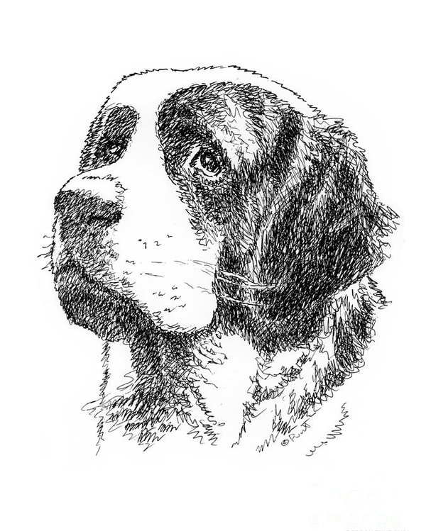 600x749 saint bernard drawing poster - Saint Bernard Drawing