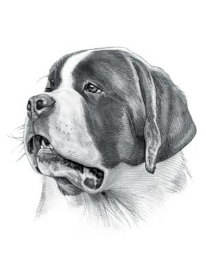 300x400 st bernard dog drawing st bernard dogs, bernard dog, dogs - Saint Bernard Drawing