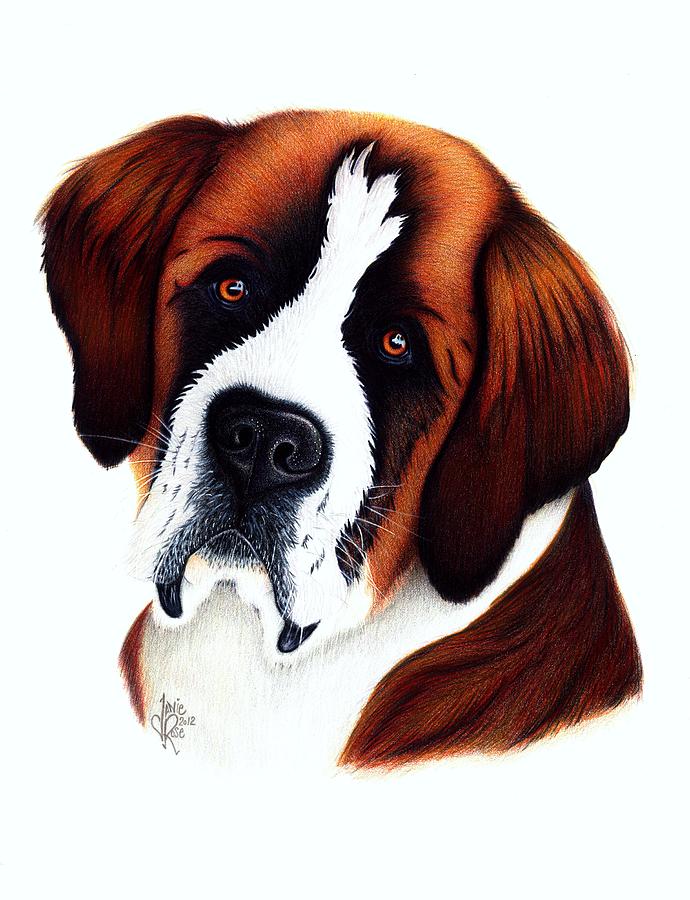 690x900 St Bernard Drawing - Saint Bernard Drawing