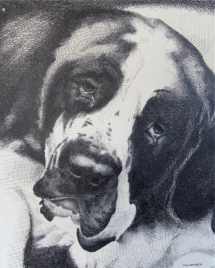 Saint Bernard Drawing at PaintingValley.com | Explore collection of ...