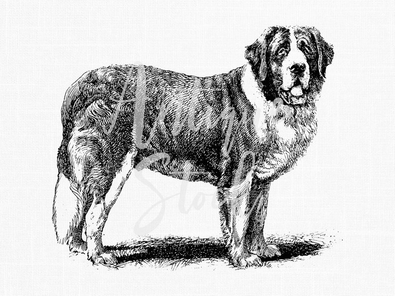 794x596 Dog Clip Art St Bernard Drawing Digital Download Etsy - Saint Bernard Drawing