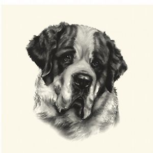 300x300 Dog Show Ring Number Clip Pin Breed - Saint Bernard Drawing