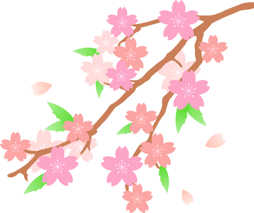 Cherry Blossom Drawi. 