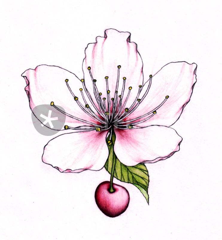 742x800 Cherry Blossom Drawing Art Prints And Posters - Sakura Blossom Drawing