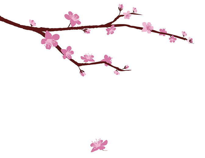 673x518 Annual Cherry Blossom Festival - Sakura Blossom Drawing