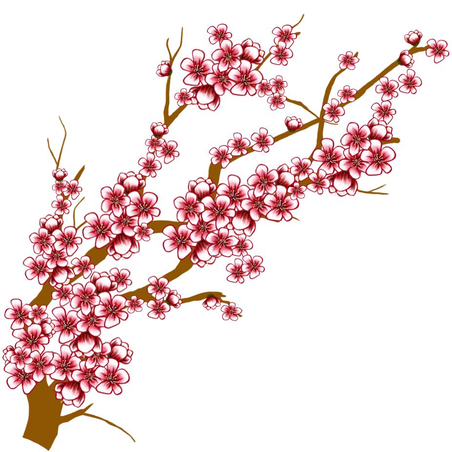 926x926 images for gt sakura tree branch drawing cherry blossoms cherry - Sakura Branch Drawing