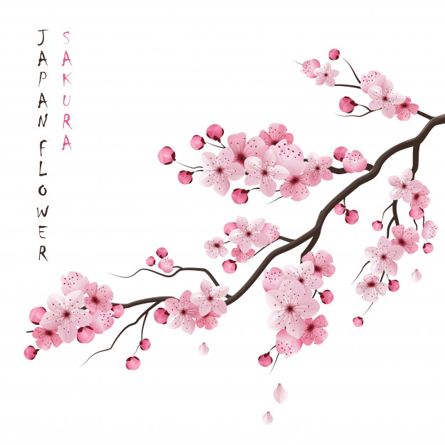 626x626 realistic sakura branch vector free download - Sakura Branch Drawing