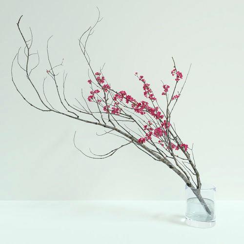 500x500 sakura branch festival and mountain tree drawing zelenbor - Sakura Branch Drawing
