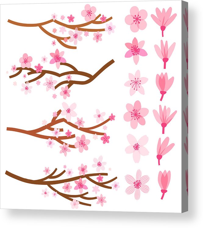 666x750 vector blossom cherry japan sakura branch and flower acrylic - Sakura Branch Drawing