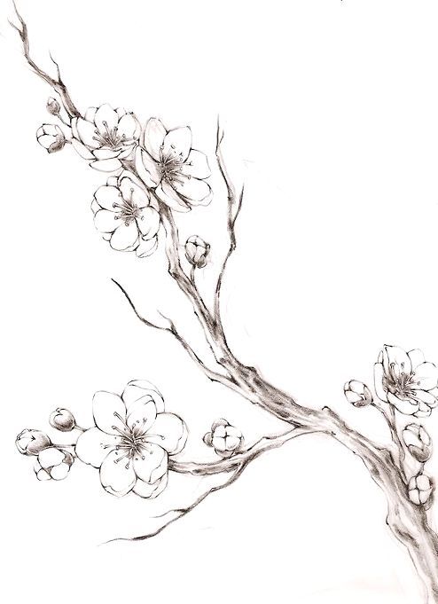 494x681 sakura tattoo cherry blossom drawing, tattoos, blossom tattoo - Sakura Branch Drawing