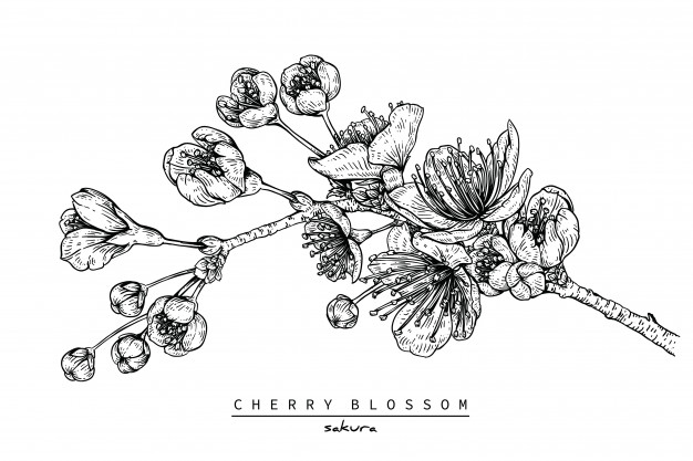 626x417 cherry blossom or sakura flower drawings vector premium download - Sakura Flower Drawing