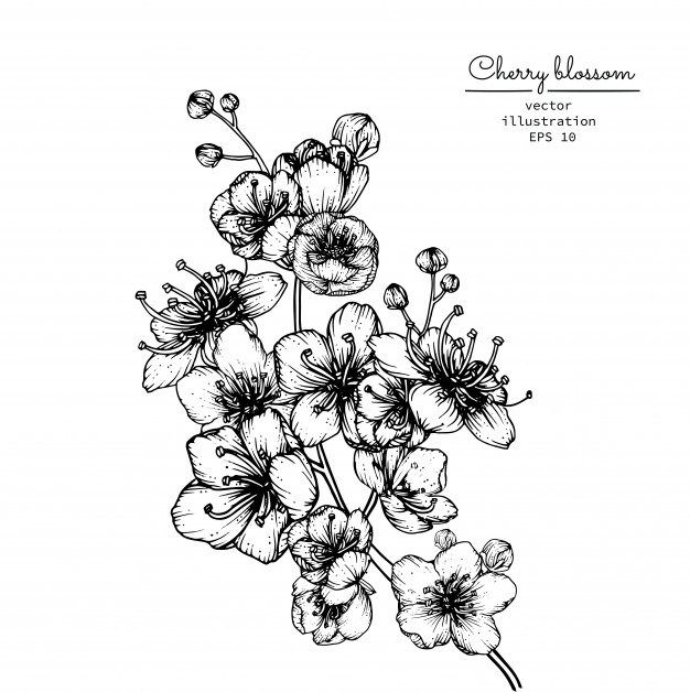 626x628 cherry blossom sakura flower drawings vector premium download - Sakura Flower Drawing