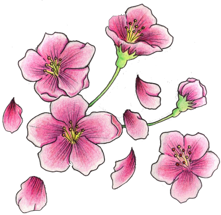 450x437 how to draw a sakura flower cherry blossom tattoos kids origami - Sakura Flower Drawing