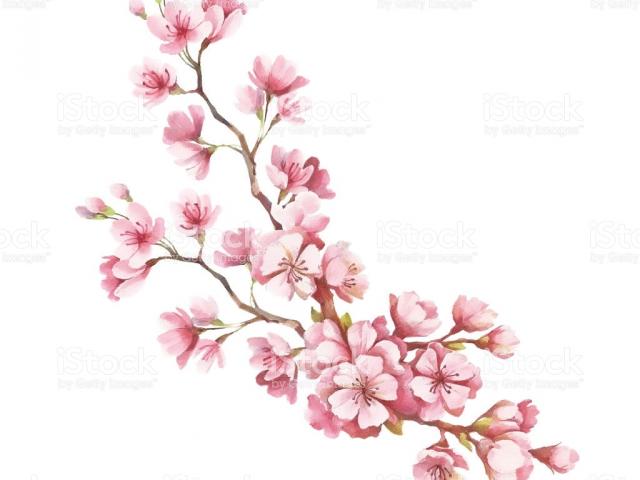 640x480 sakura flower drawing - Sakura Flower Drawing