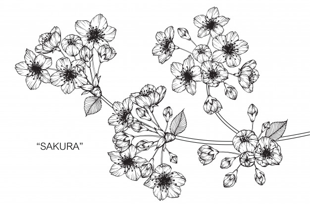 626x417 sakura flower drawing illustration vector premium download - Sakura Flower Drawing