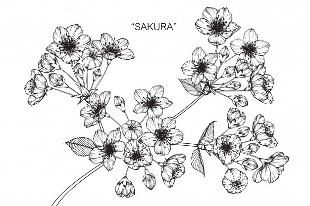 626x417 sakura flower drawing illustration vector premium download - Sakura Flower Drawing