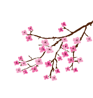 Sakura Flower Drawing at PaintingValley.com | Explore collection of ...