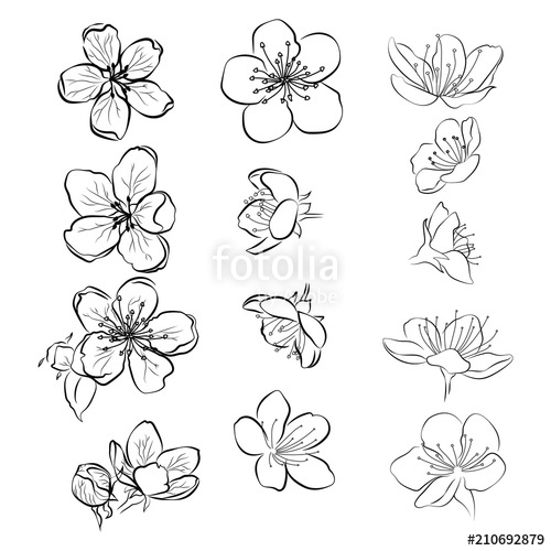 500x500 set of cherry blossoms collection of flowers of sakura black - Sakura Flower Drawing