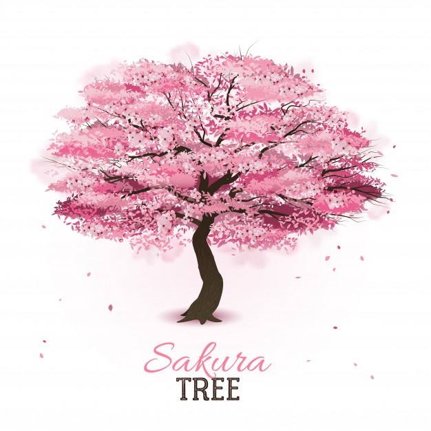 626x626 Cherry Blossom Tree Vectors, Photos And Free Download - Sakura Tree Drawing