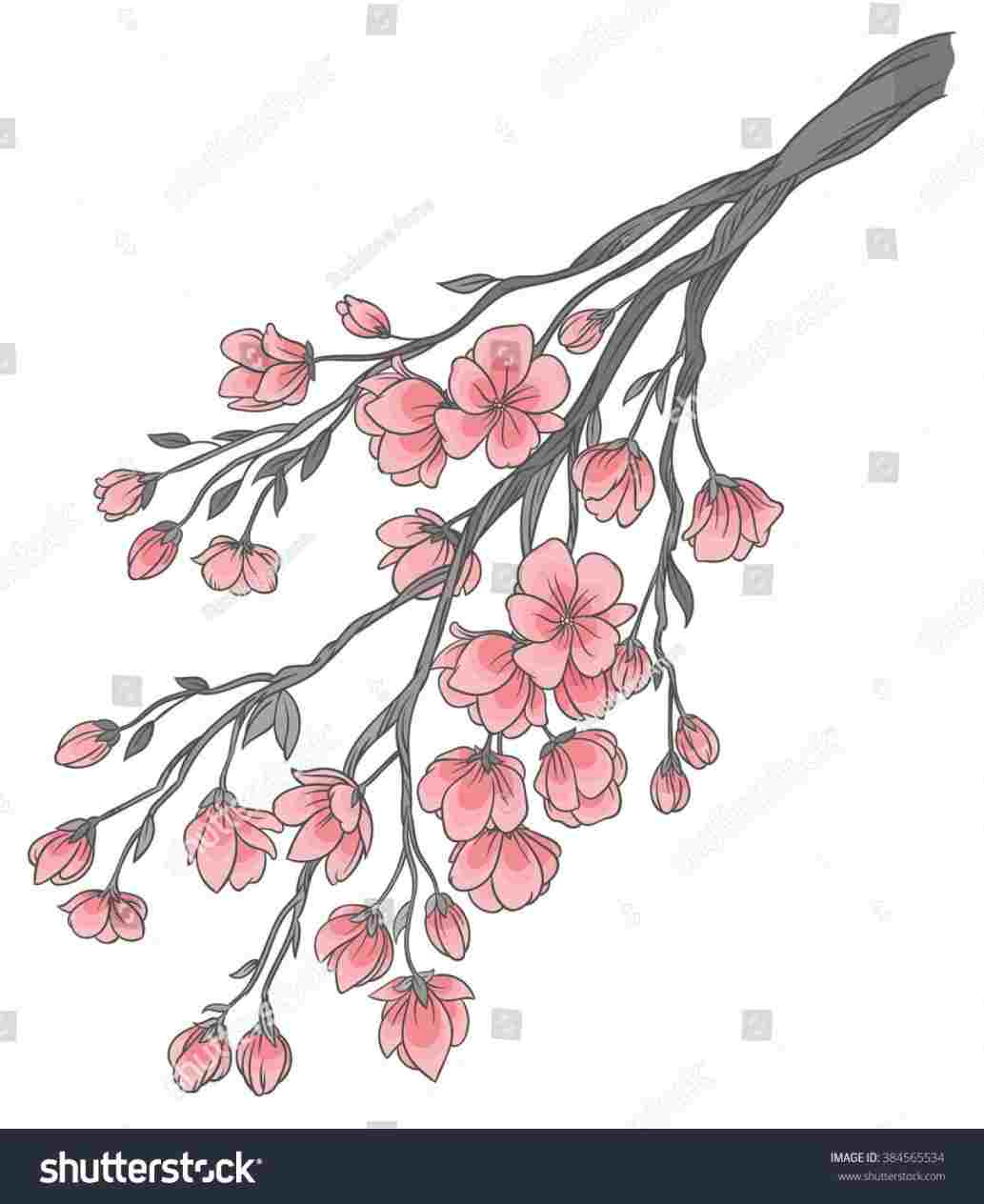 1033x1264 Sakura Tree Drawing - Sakura Tree Drawing