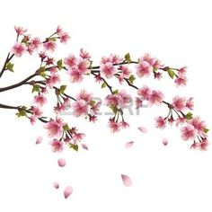 236x236 Sakura Tree Drawing - Sakura Tree Drawing