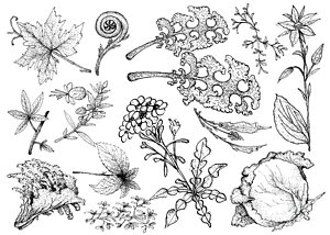 300x214 Salad Drawings - Salad Drawing