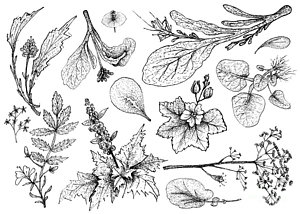 300x214 Corn Salad Drawings Fine Art America - Salad Drawing