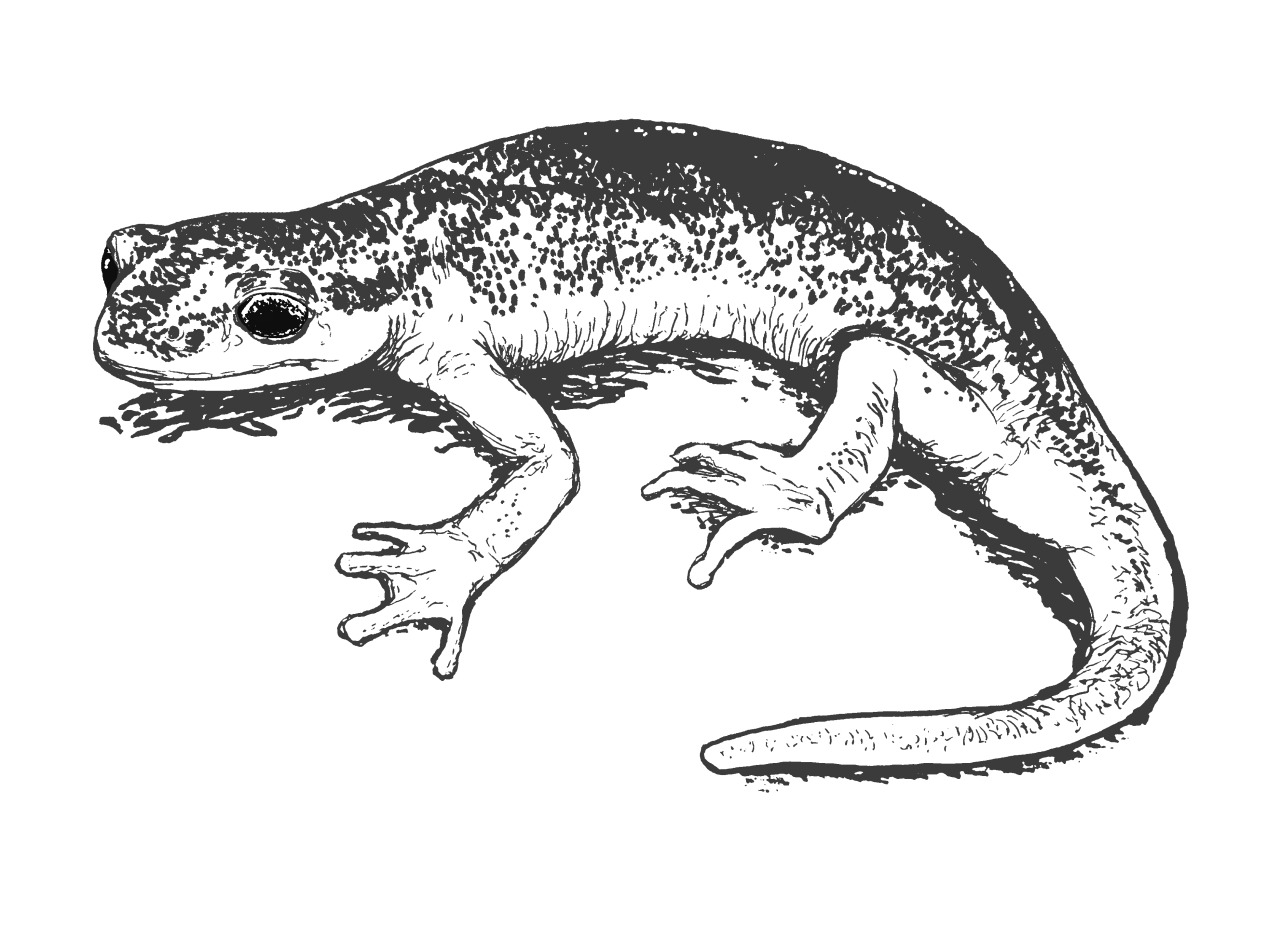 Giant Salamander Drawings