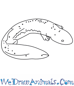 300x350 How To Draw A Chinese Giant Salamander - Salamander Drawing