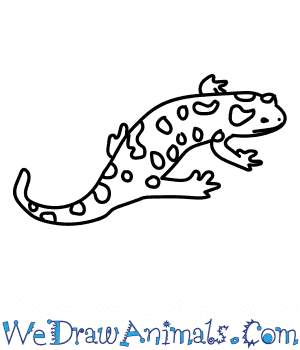 300x350 How To Draw A Fire Salamander - Salamander Drawing