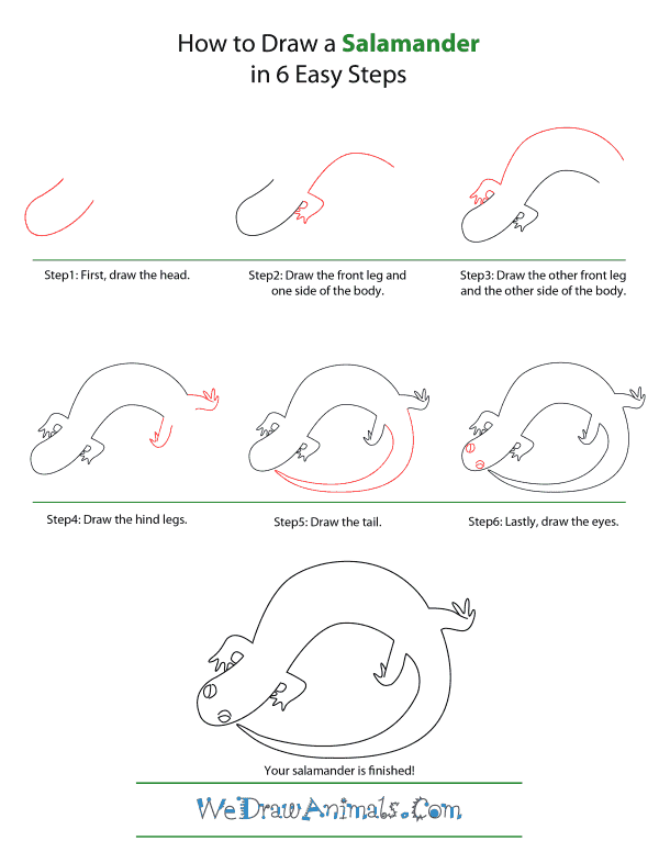 600x776 How To Draw A Salamander - Salamander Drawing