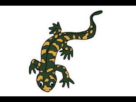 480x360 How To Draw A Salamander - Salamander Drawing