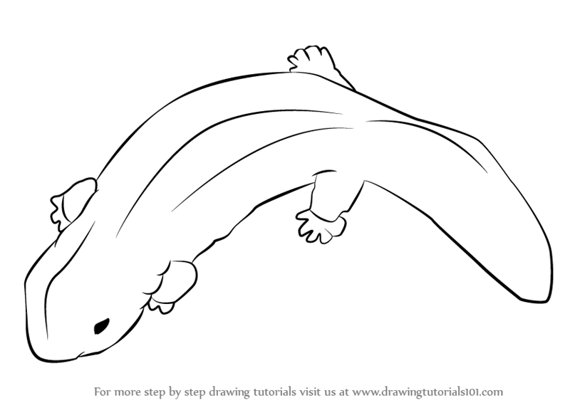 800x566 Learn How To Draw A Chinese Giant Salamander - Salamander Drawing