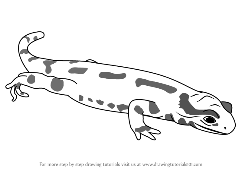 800x567 Learn How To Draw A Fire Salamander - Salamander Drawing
