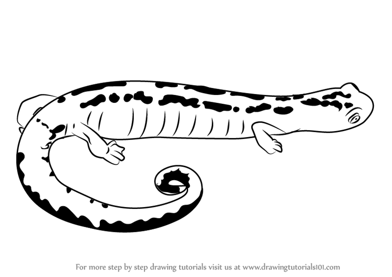 800x566 Learn How To Draw A Mexican Climbing Salamander - Salamander Drawing