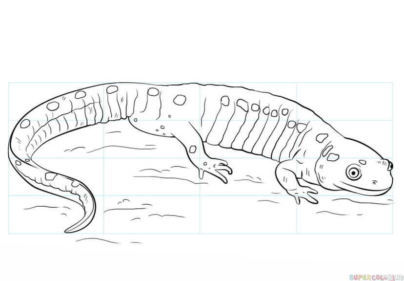 828x575 Salamander Drawing For Free Download - Salamander Drawing