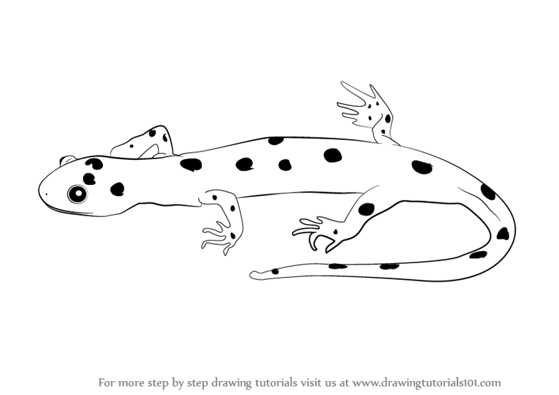 800x566 Learn How To Draw A Salamander - Salamander Drawing