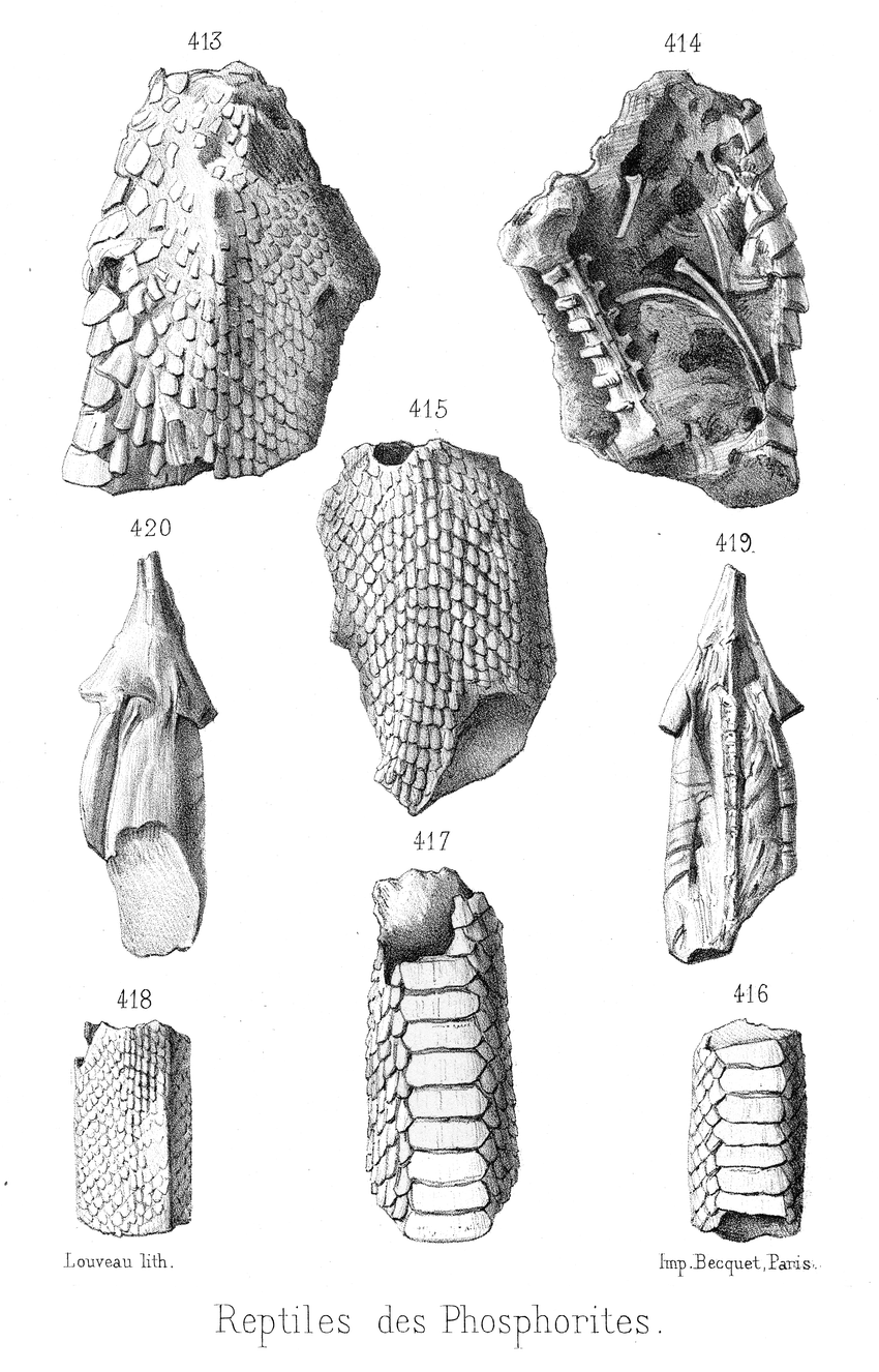 850x1326 Original Drawings Of The 'mummified' Salamander In Ventral - Salamander Drawing