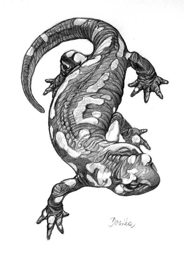 632x900 Salamander Drawing - Salamander Drawing