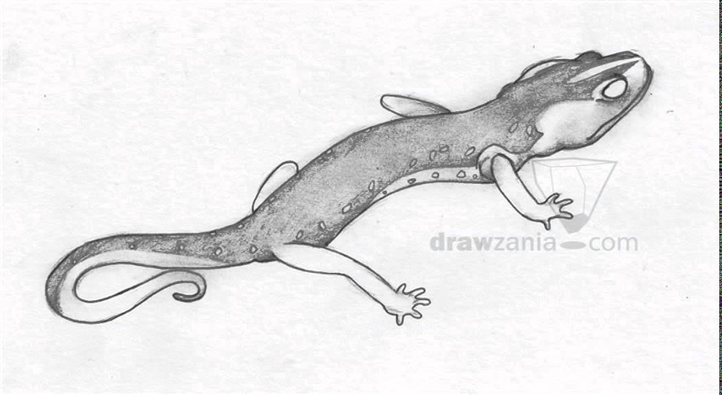 1052x576 animal drawing intermediate arboreal salamander - Salamander Drawing