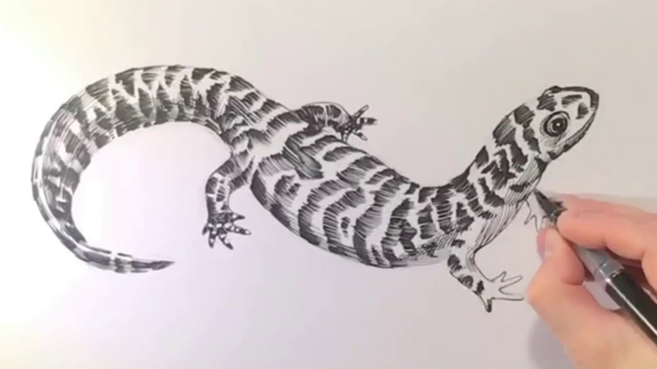 1280x720 Drawing Of A Salamander - Salamander Drawing