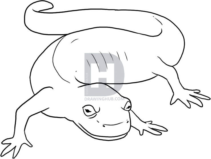 739x559 How To Draw A Salamander, Step - Salamander Drawing