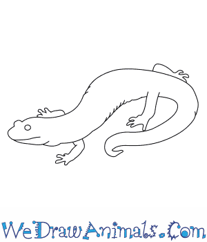300x350 How To Draw A Black Salamander - Salamander Drawing