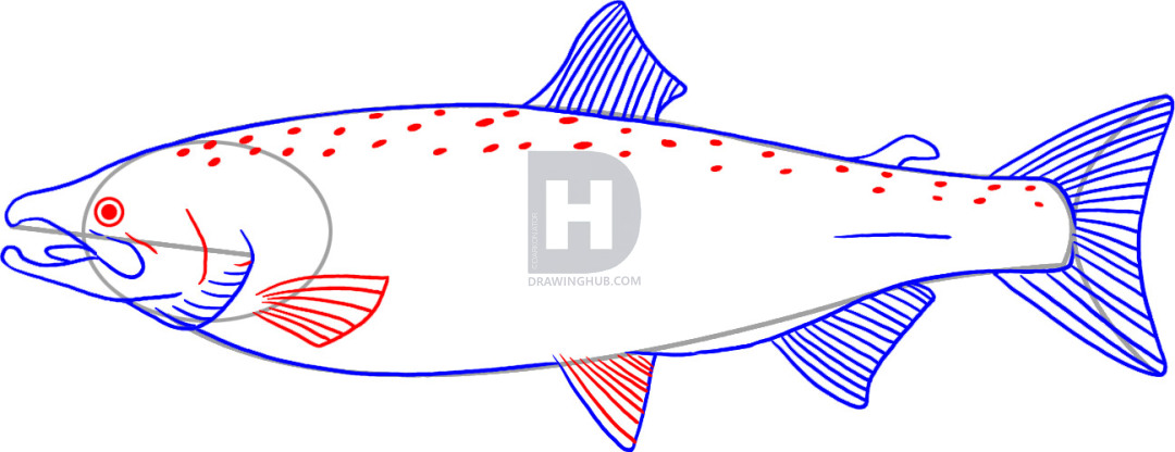 1080x416 how to draw a salmon, step - Salmon Drawing