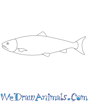 300x350 how to draw a salmon - Salmon Drawing