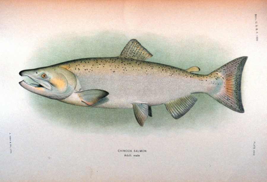 900x615 king or chinoonk salmon drawing - Salmon Drawing